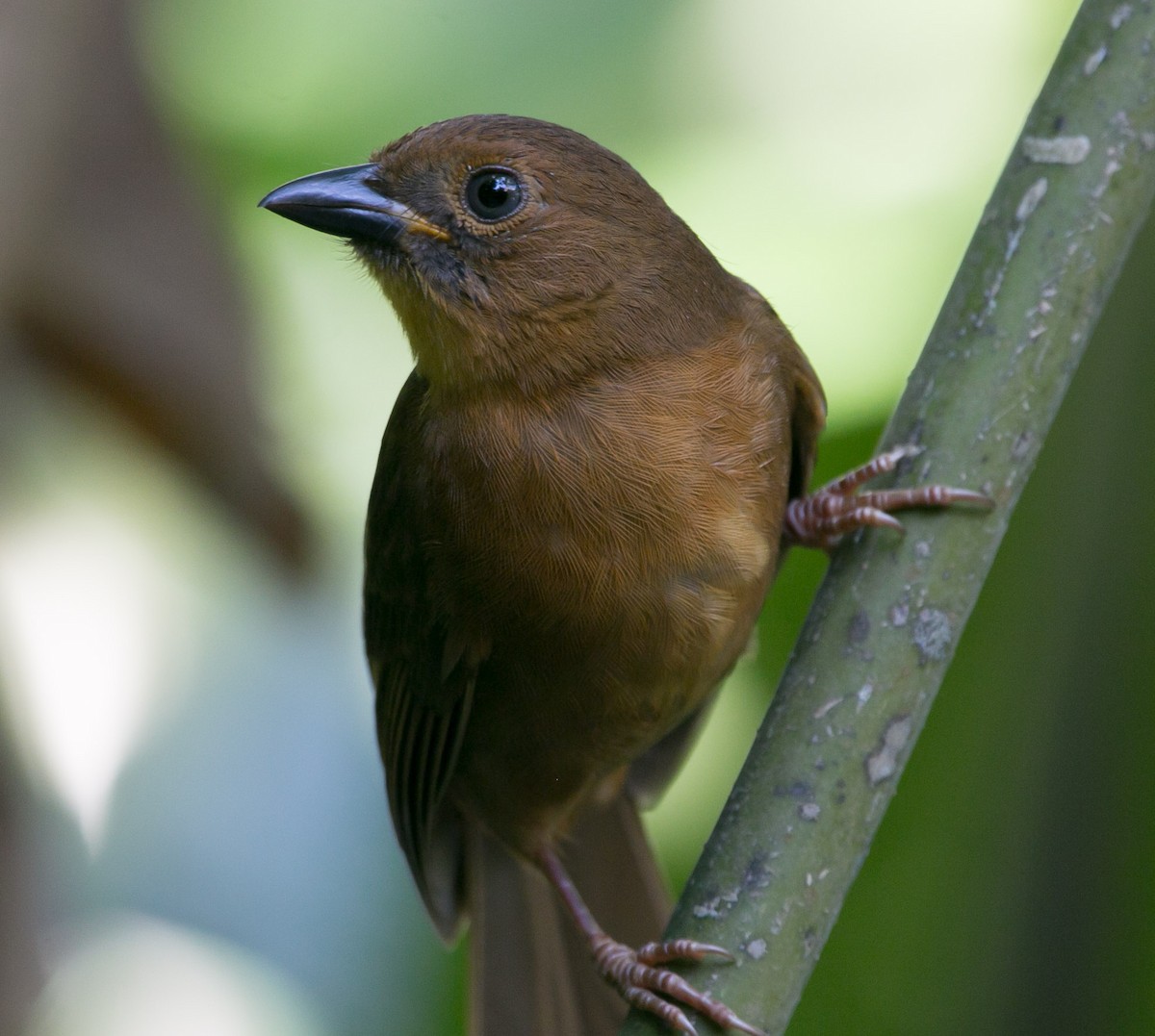 Red-throated Ant-Tanager - ML187914601