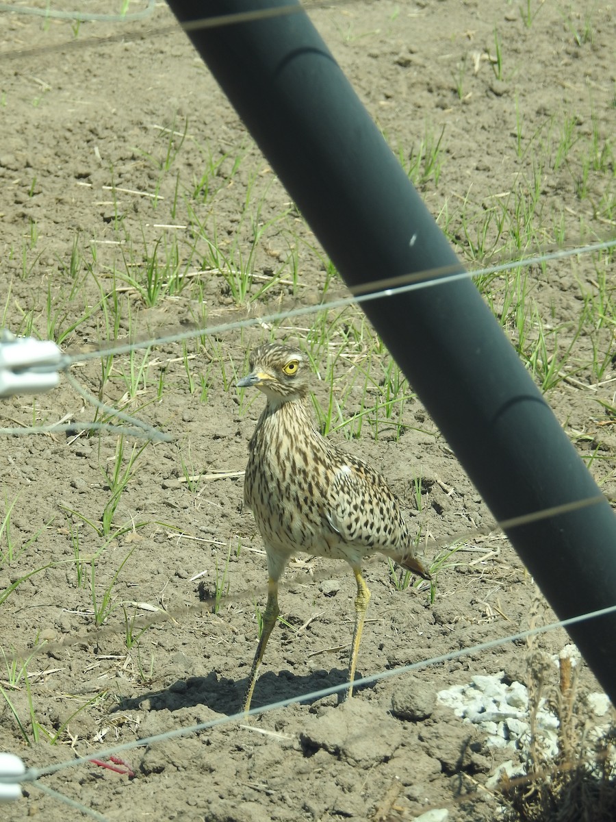 Spotted Thick-knee - ML187914721