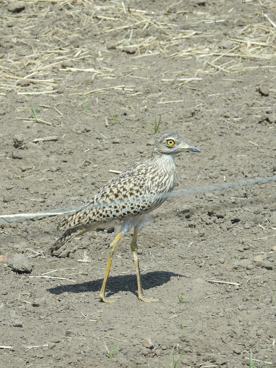Spotted Thick-knee - ML187914731