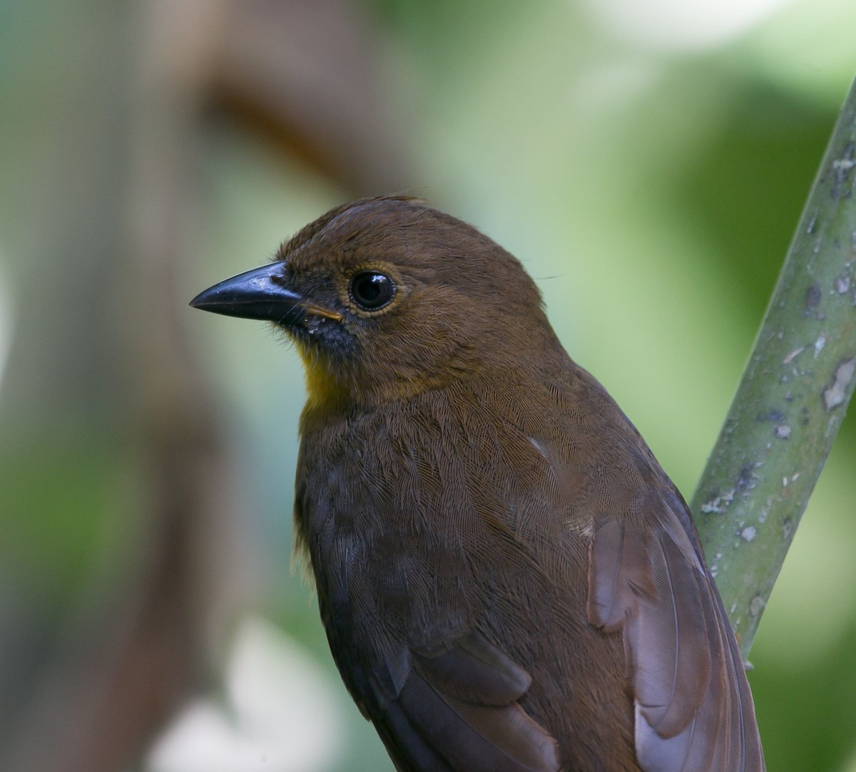 Red-throated Ant-Tanager - ML187914811