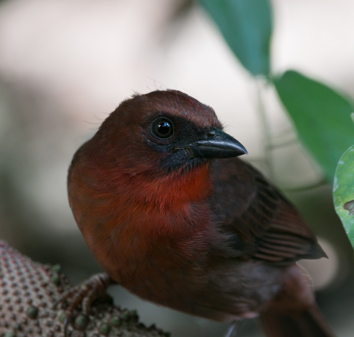 Red-throated Ant-Tanager - ML187914901