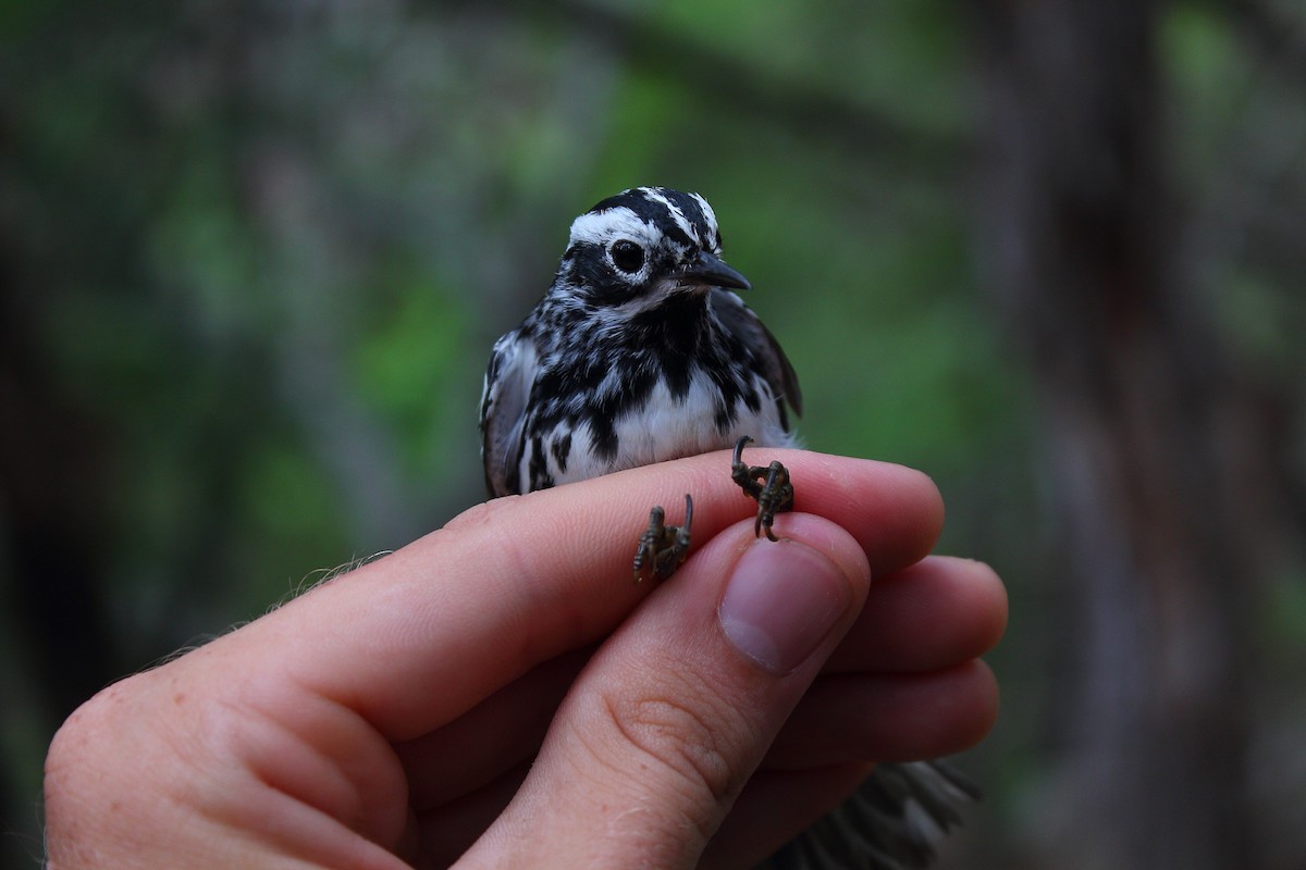 Black-and-white Warbler - ML187916291