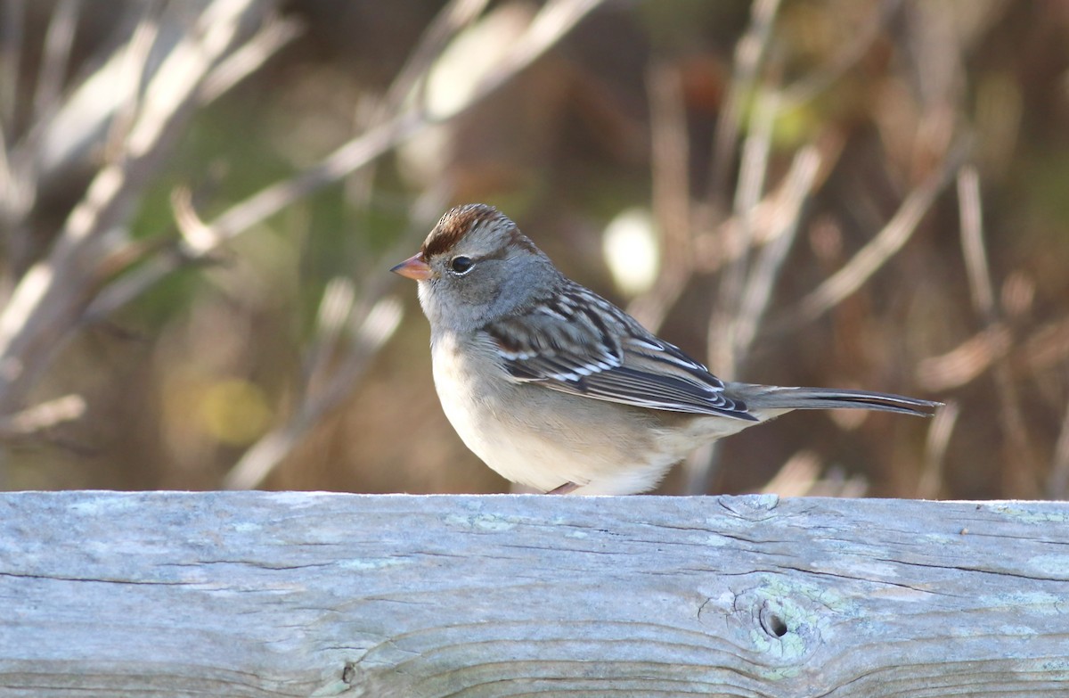White-crowned Sparrow - ML187916871