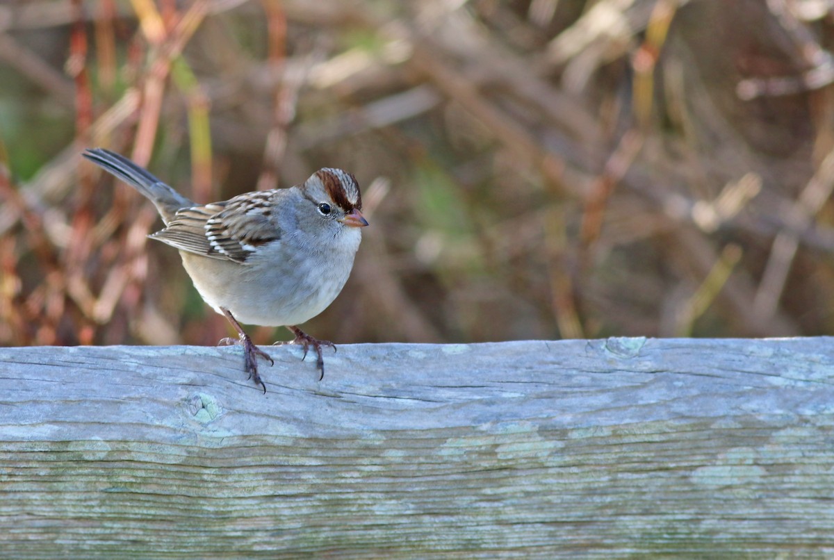 White-crowned Sparrow - Jeremiah Trimble