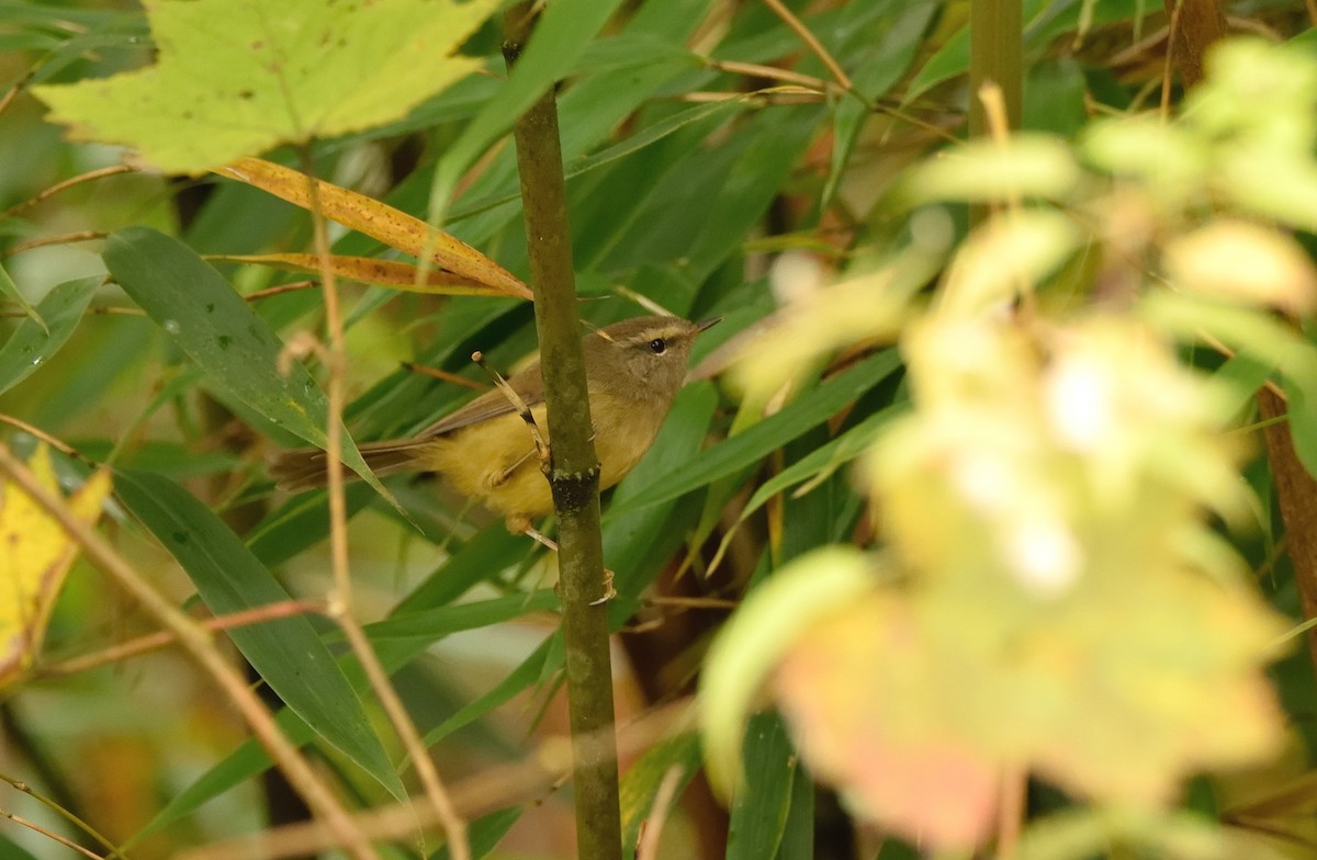 Yellowish-bellied Bush Warbler - ML187918431