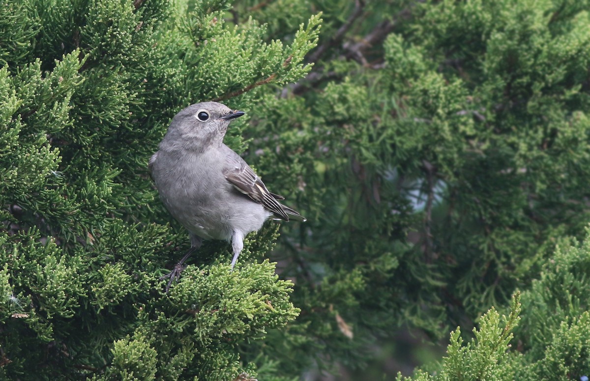 Townsend's Solitaire - ML187918501