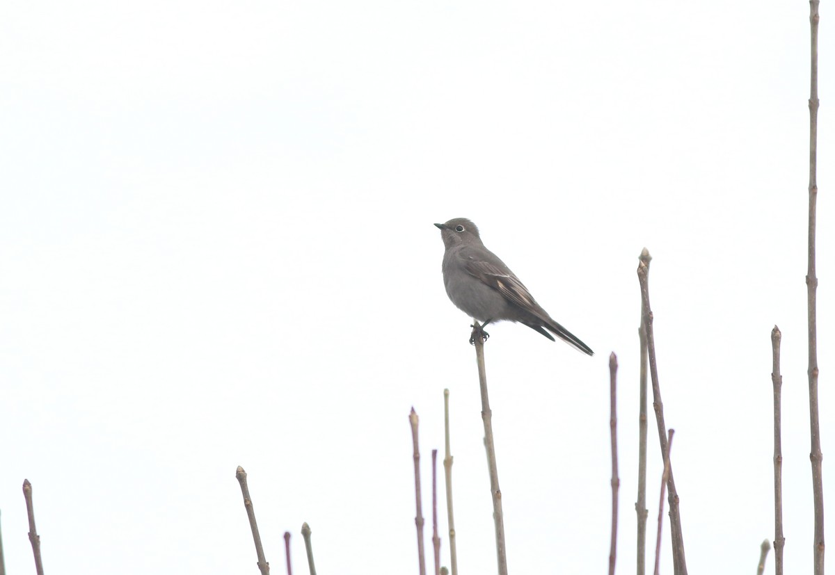 Townsend's Solitaire - ML187918521