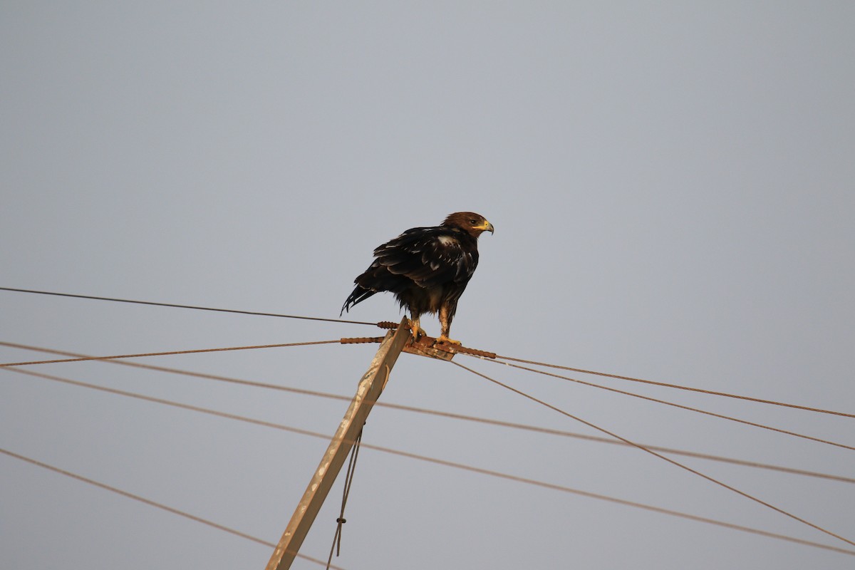 Greater Spotted Eagle - Jitesh Mohanan