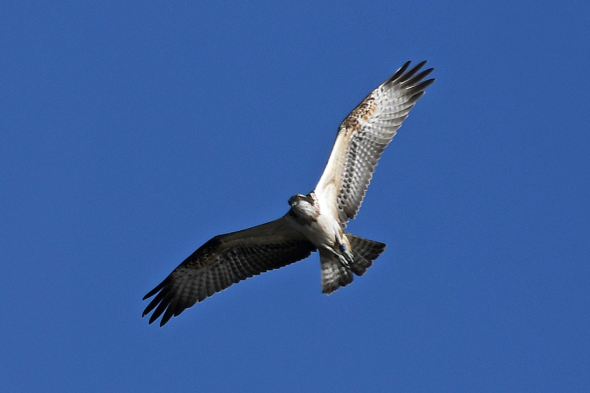 Osprey - Brian Carruthers