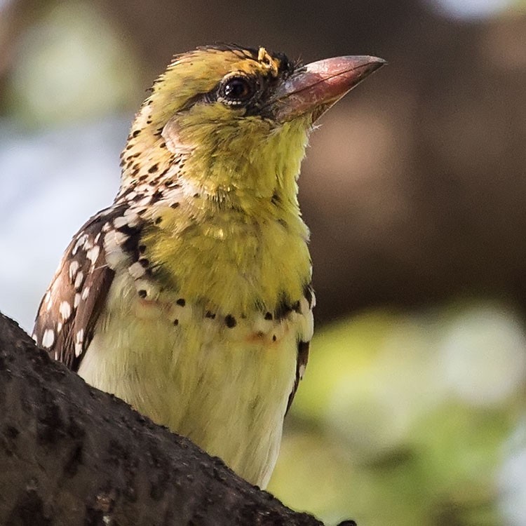 Yellow-breasted Barbet - ML187924851