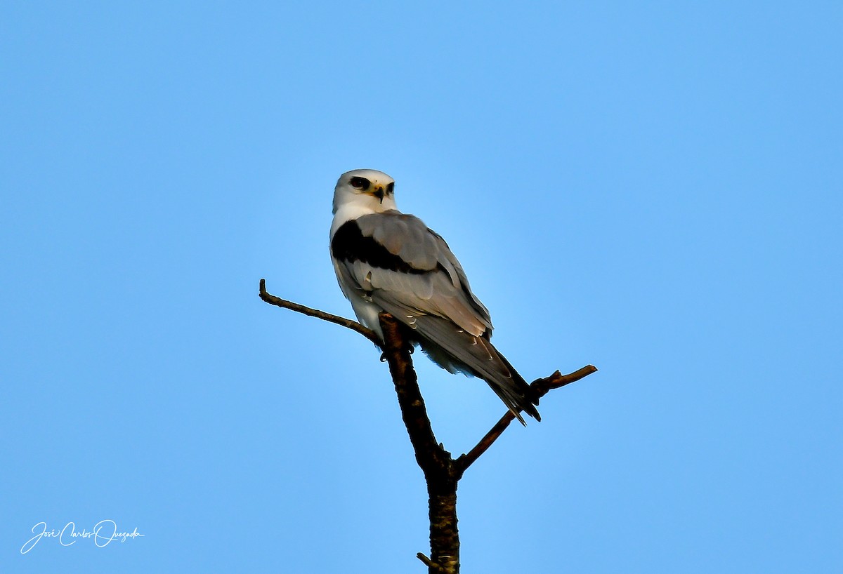 White-tailed Kite - Carlos Quezada