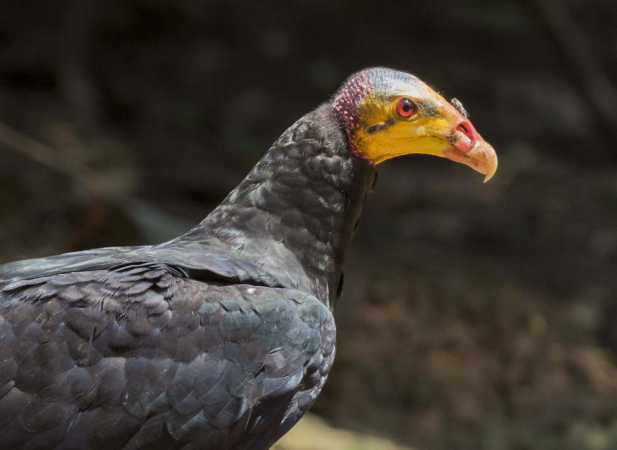 Greater Yellow-headed Vulture - ML187930011