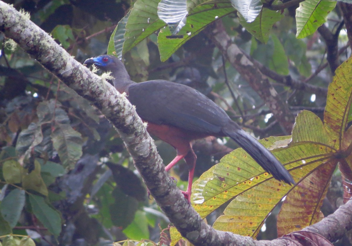 Sickle-winged Guan - ML187932461