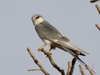  - Scissor-tailed Kite