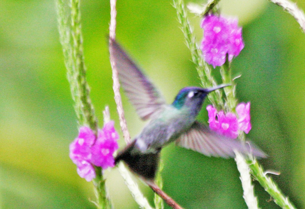 Violet-headed Hummingbird - Ross Hall