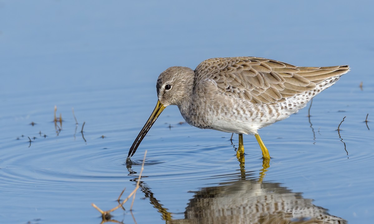 Long-billed Dowitcher - ML187939481