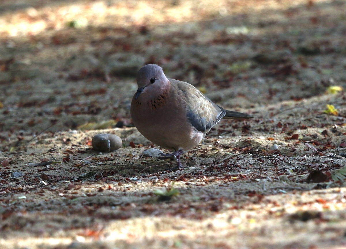 Laughing Dove - ML187939541
