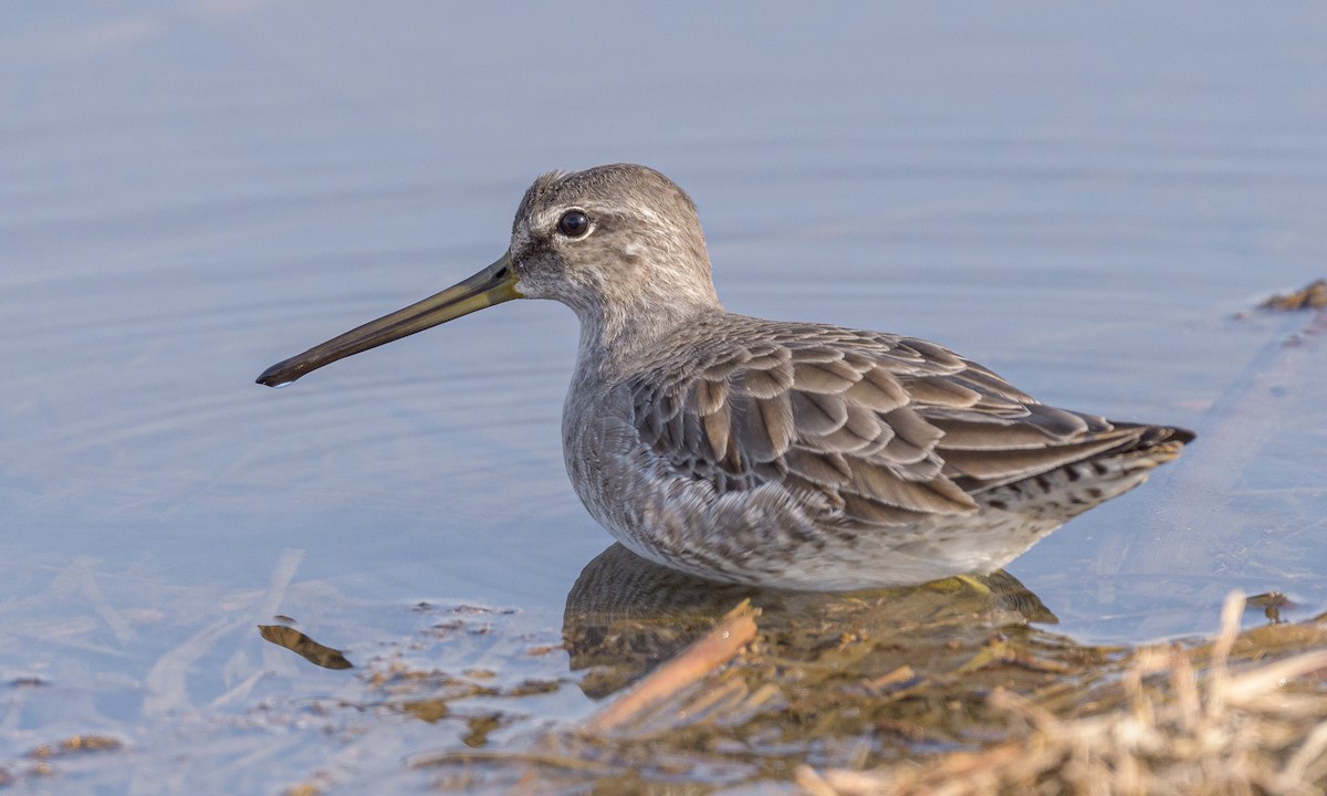 Long-billed Dowitcher - ML187939551