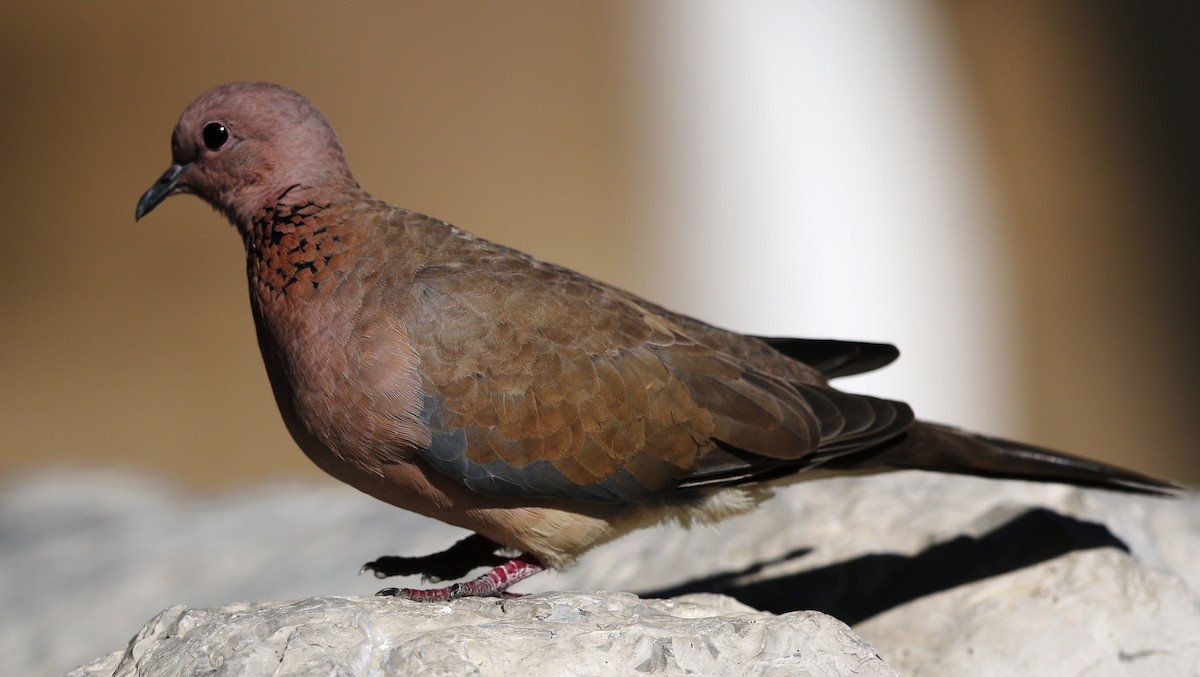 Laughing Dove - ML187939581