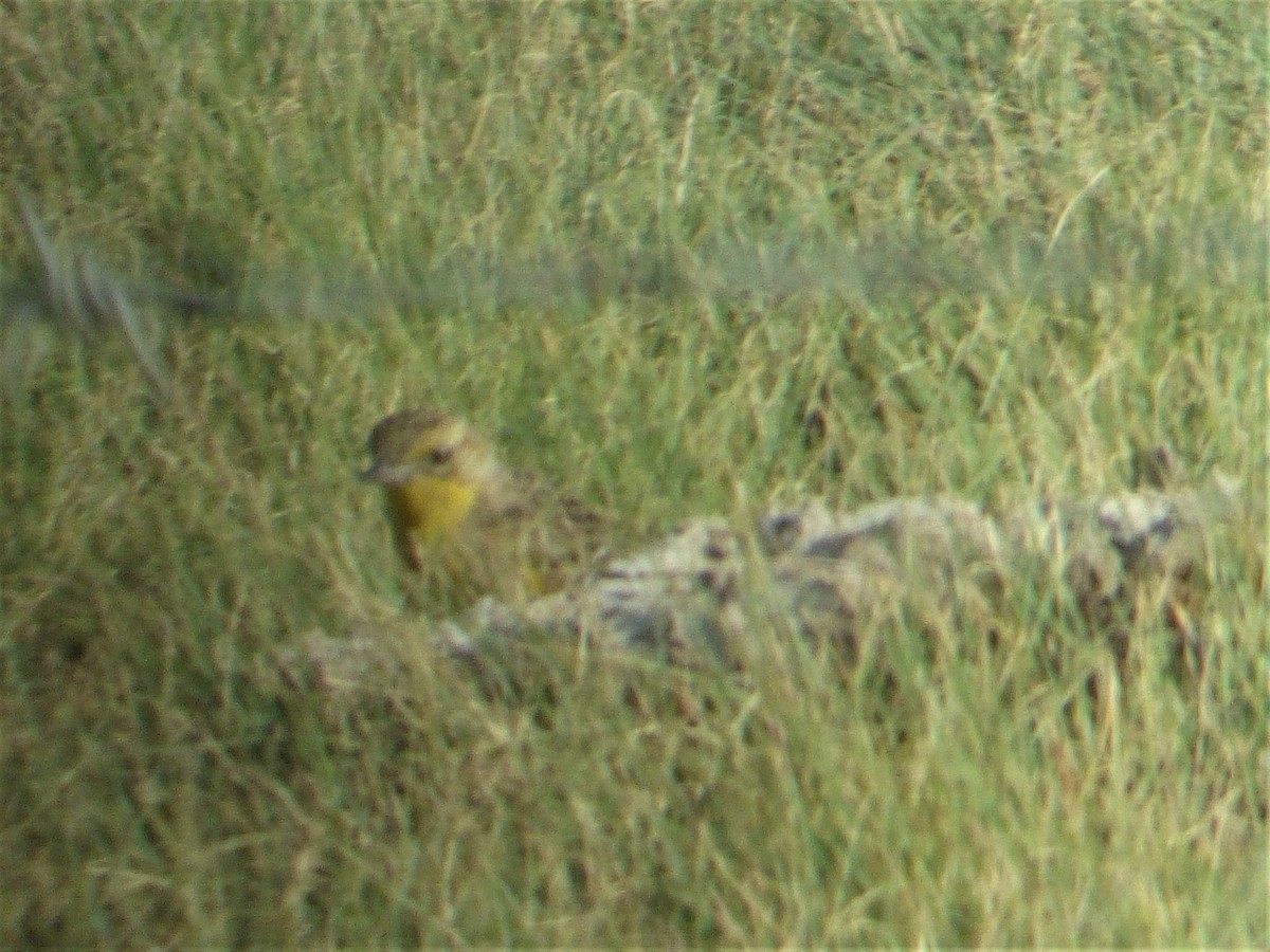 Yellow-breasted Pipit - ML187940311