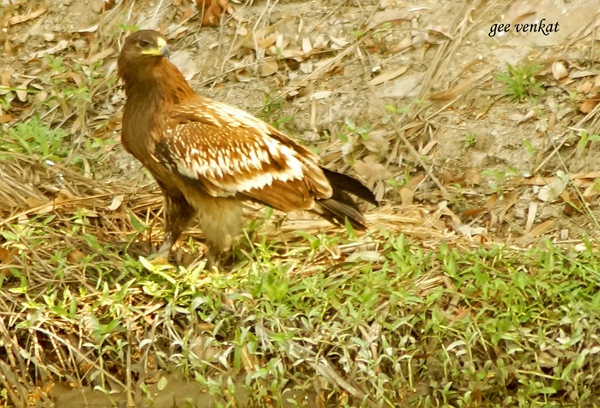 Greater Spotted Eagle - ML187941111