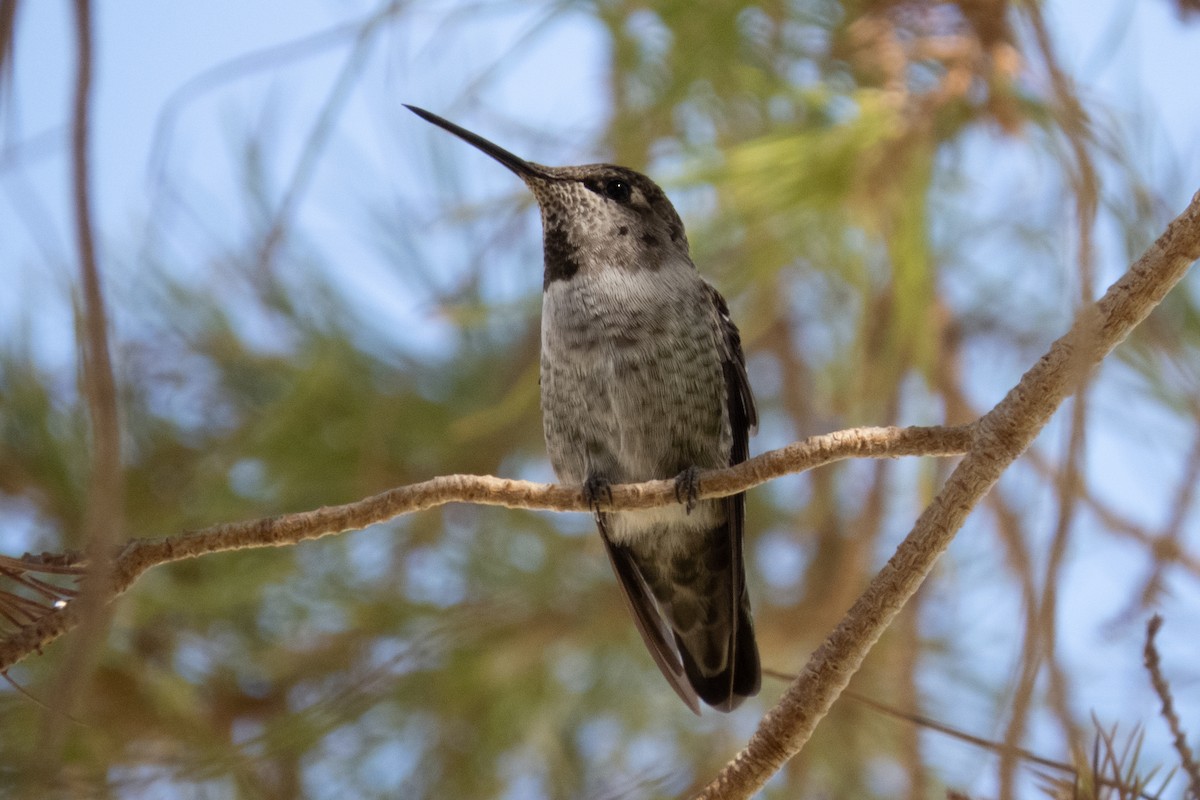 Anna's Hummingbird - Marbry Hopkins