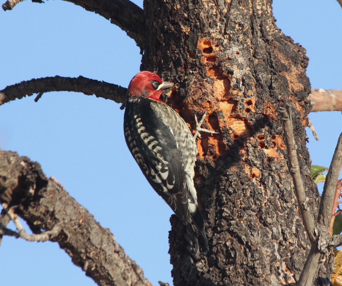 Red-breasted Sapsucker - ML187950511
