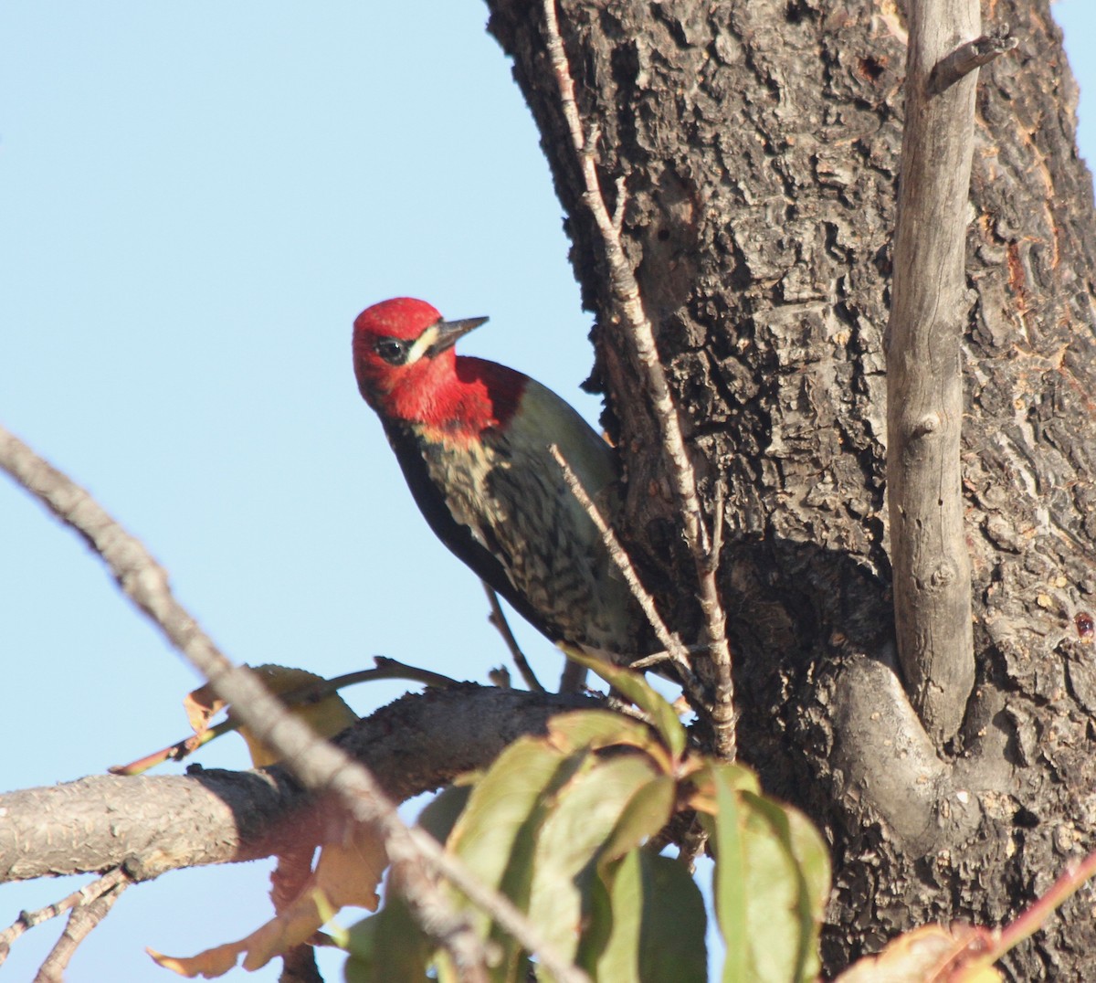 Red-breasted Sapsucker - ML187950591