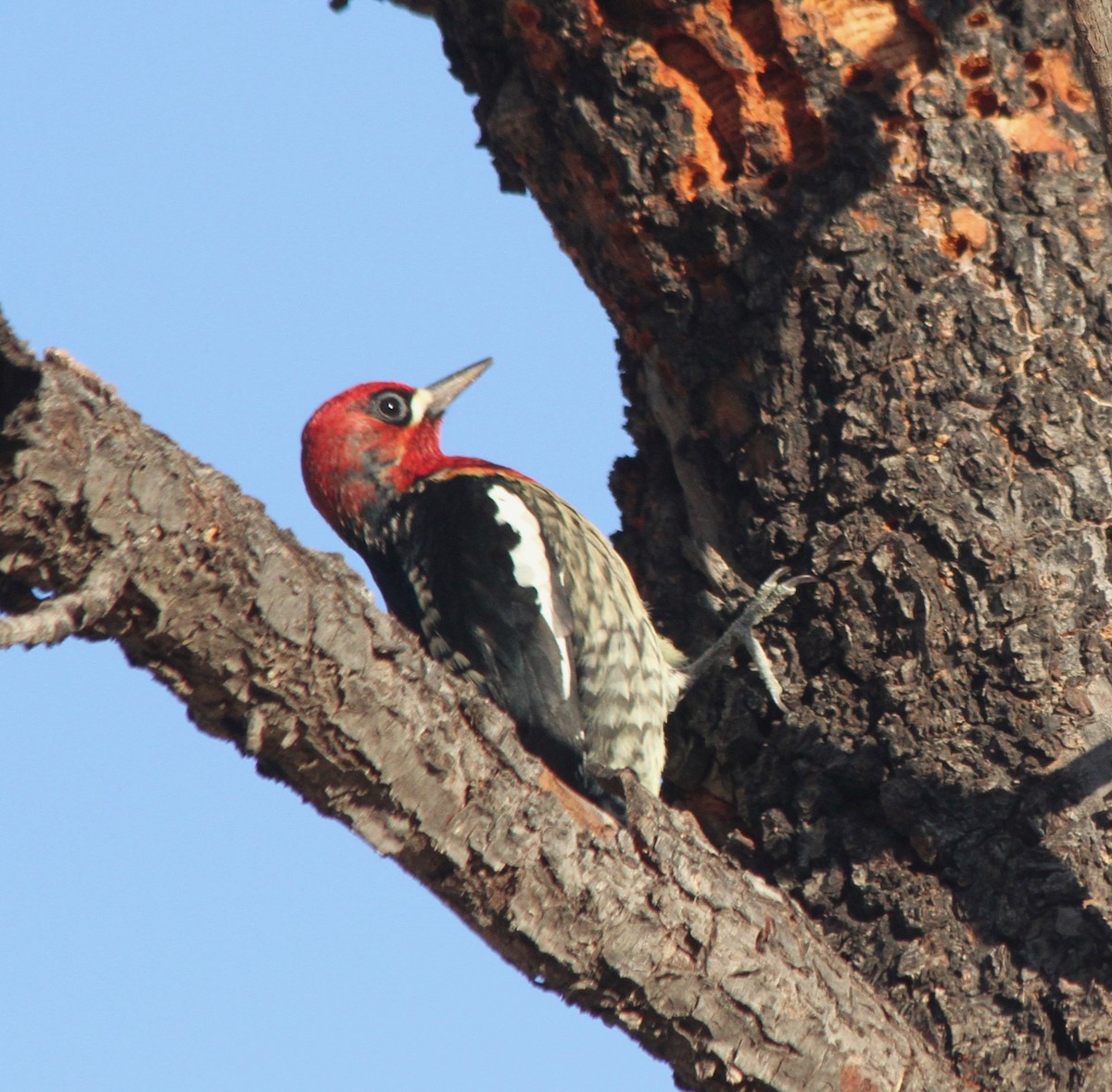 Red-breasted Sapsucker - ML187950771