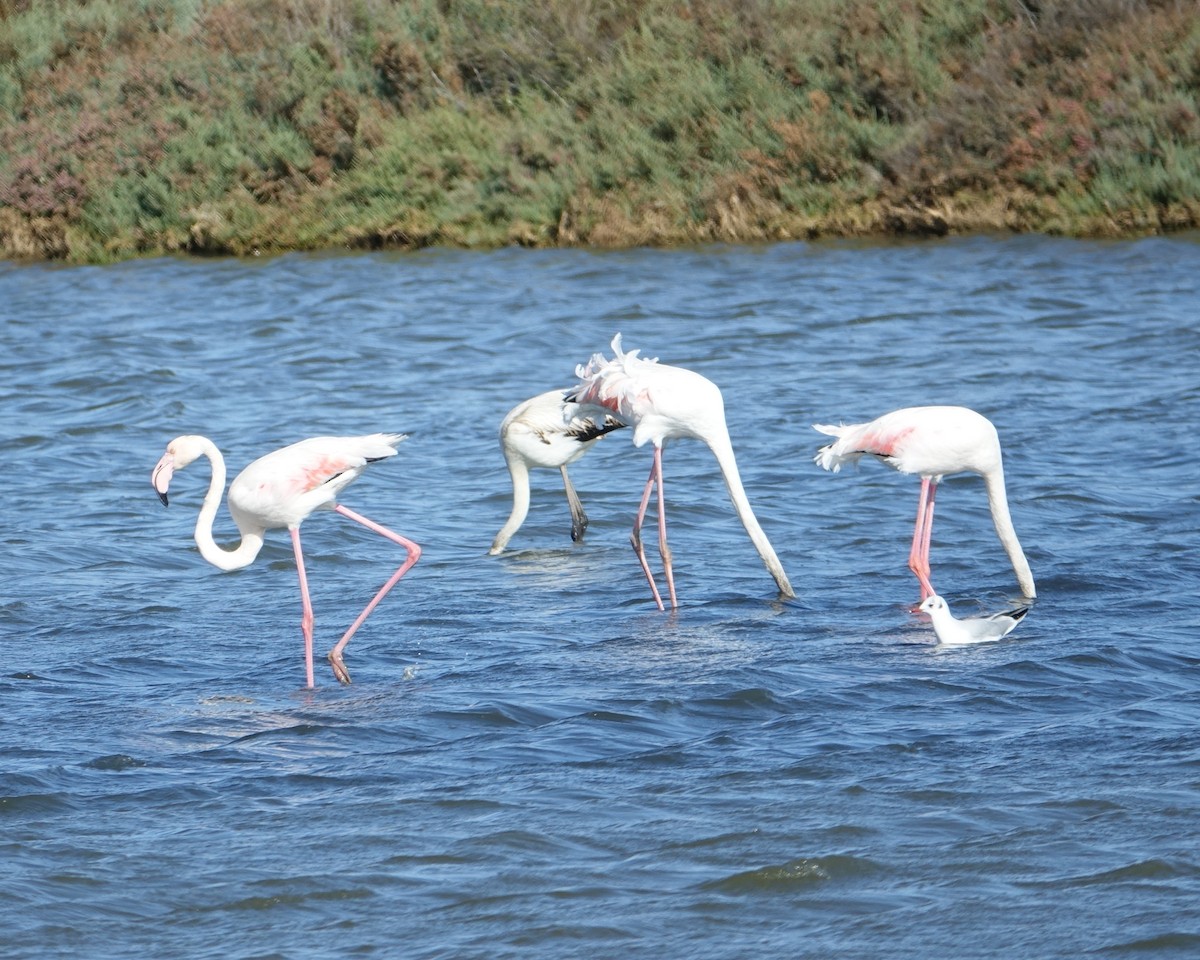 Greater Flamingo - ML187951841