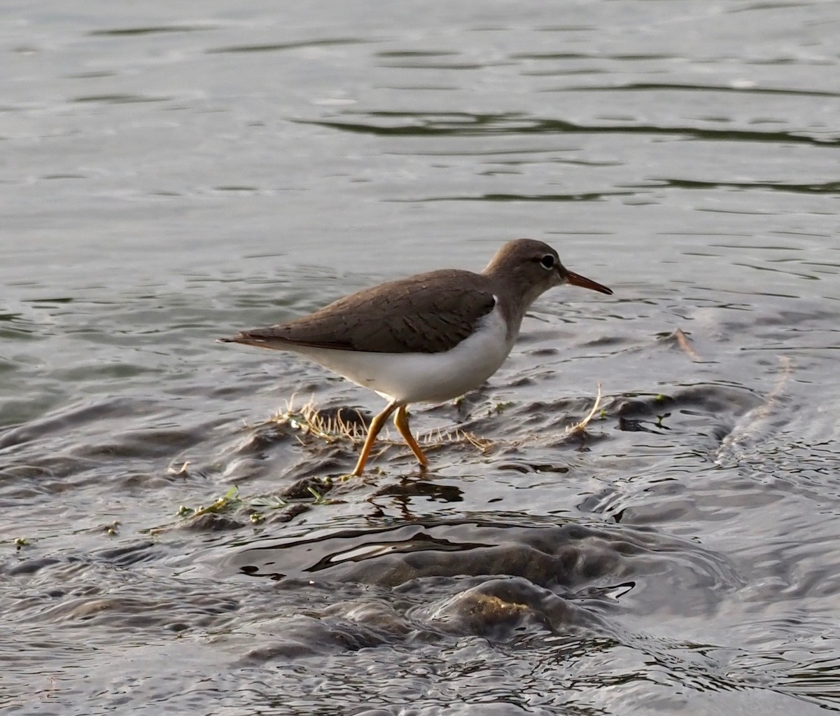 Spotted Sandpiper - Bob Foehring