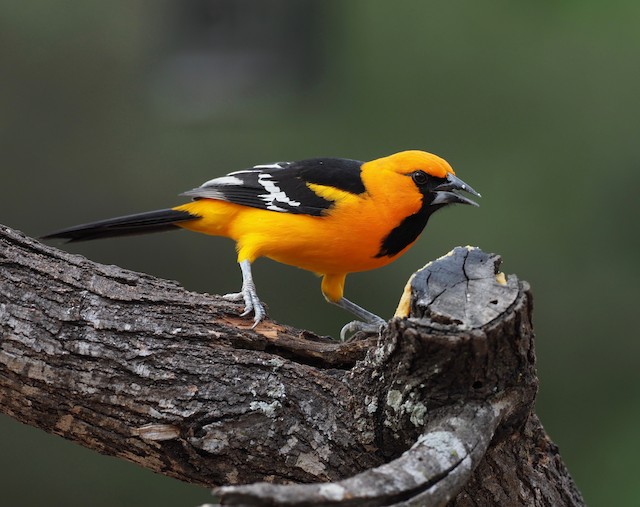 Orange Oriole - eBird