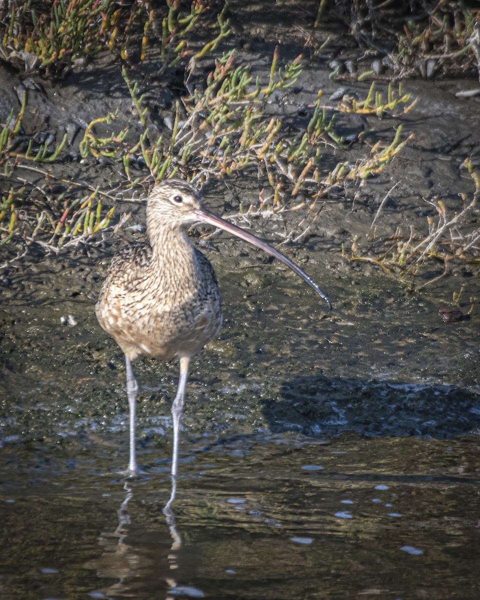 Long-billed Curlew - ML187958461