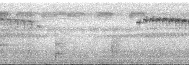 Пестрогорлый алапи (pyrrhonota) - ML187960
