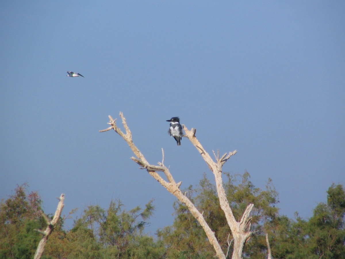 Belted Kingfisher - ML187960521