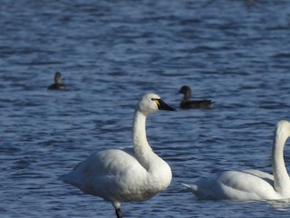 Tundra Swan, ML187965451