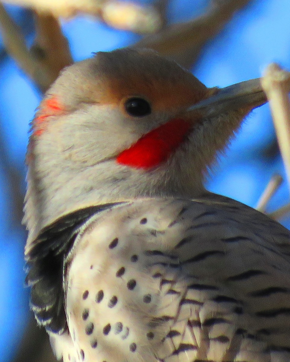 Northern Flicker (Yellow-shafted x Red-shafted) - ML187968371