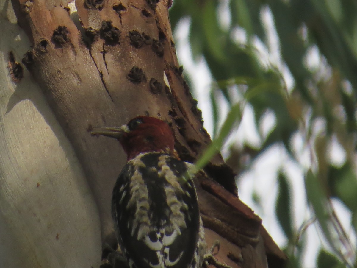 Red-breasted Sapsucker - ML187969461