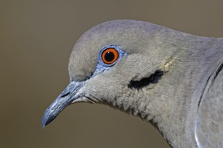 White-winged Dove, ML187974501