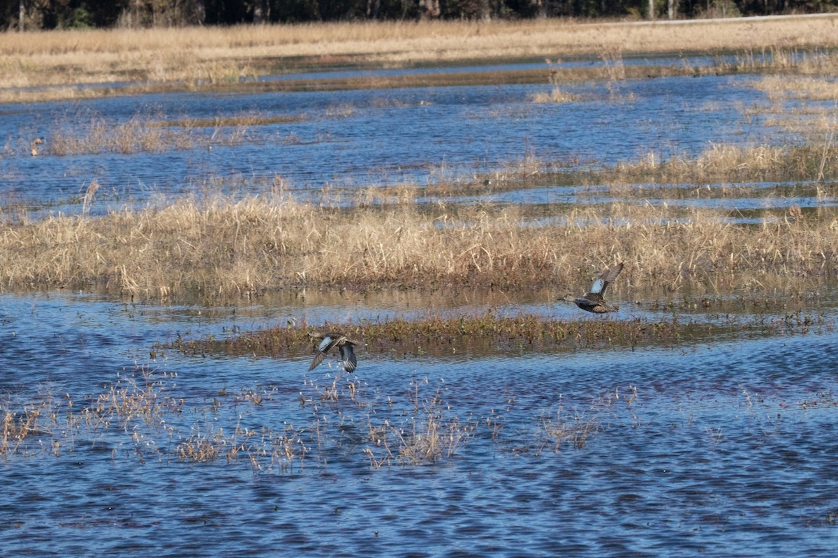 Blue-winged Teal - ML187974801