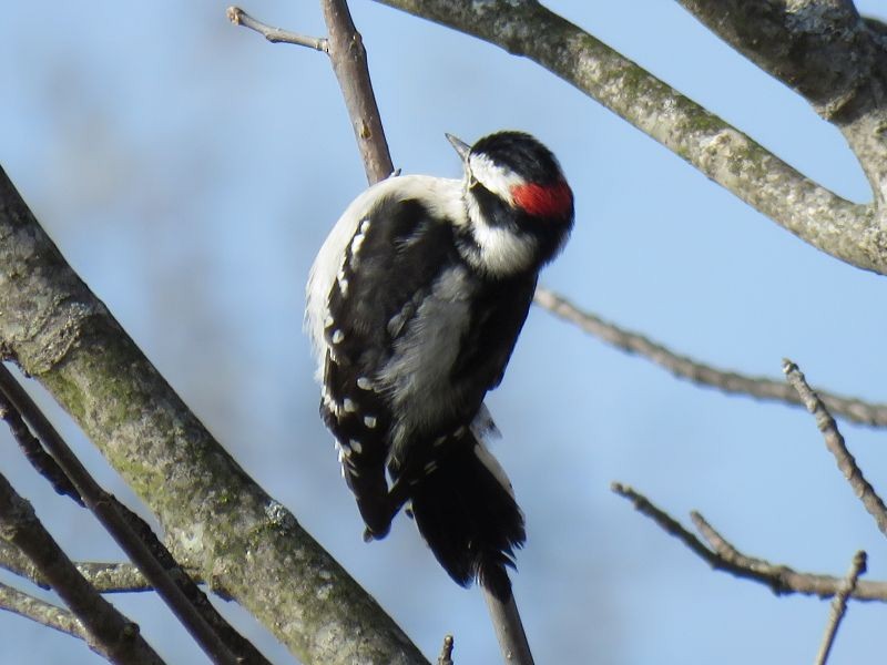 Downy Woodpecker - ML187975331