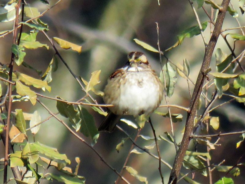 White-throated Sparrow - ML187975881