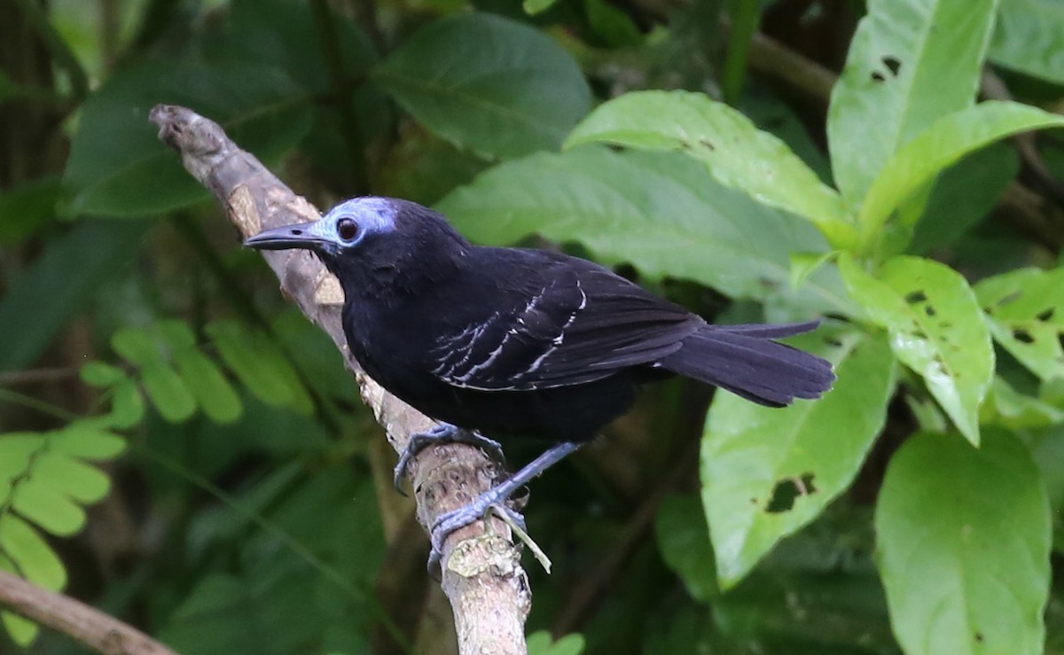 Bare-crowned Antbird - ML187975891
