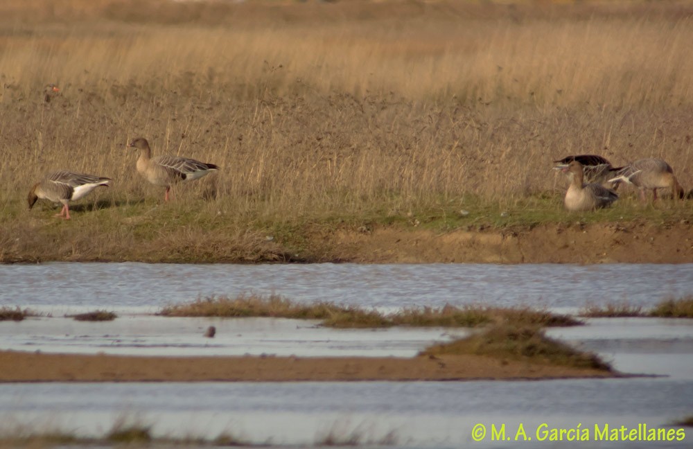Pink-footed Goose - ML187986061