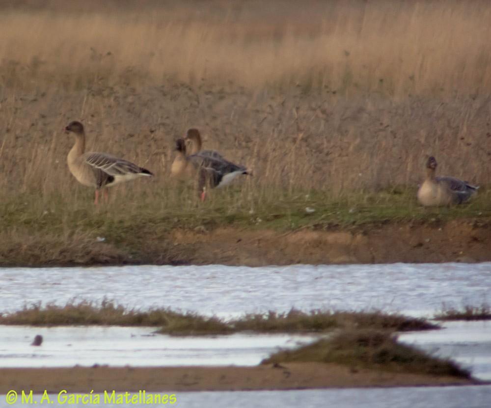 Pink-footed Goose - ML187986071