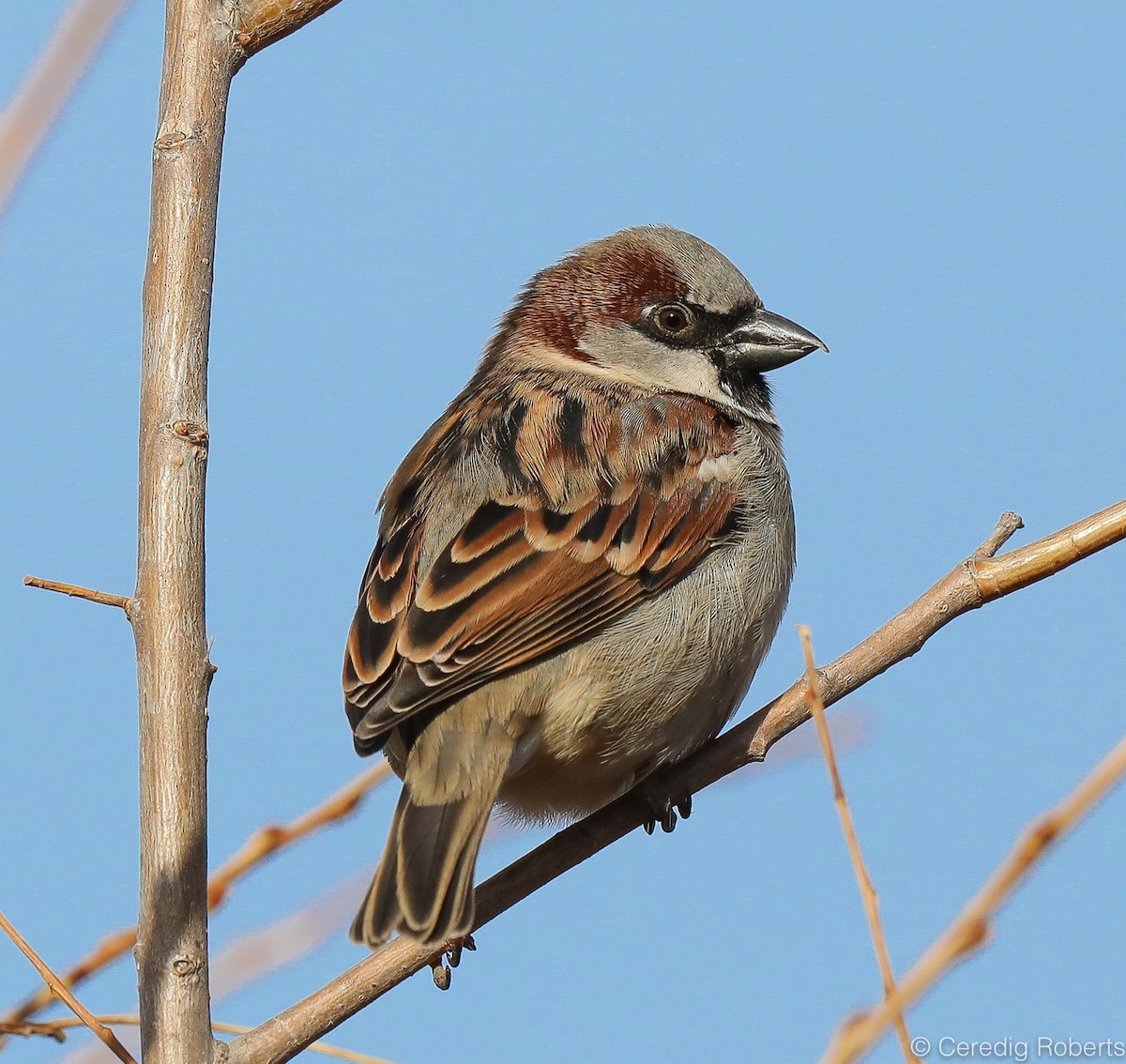 House Sparrow - Ceredig  Roberts