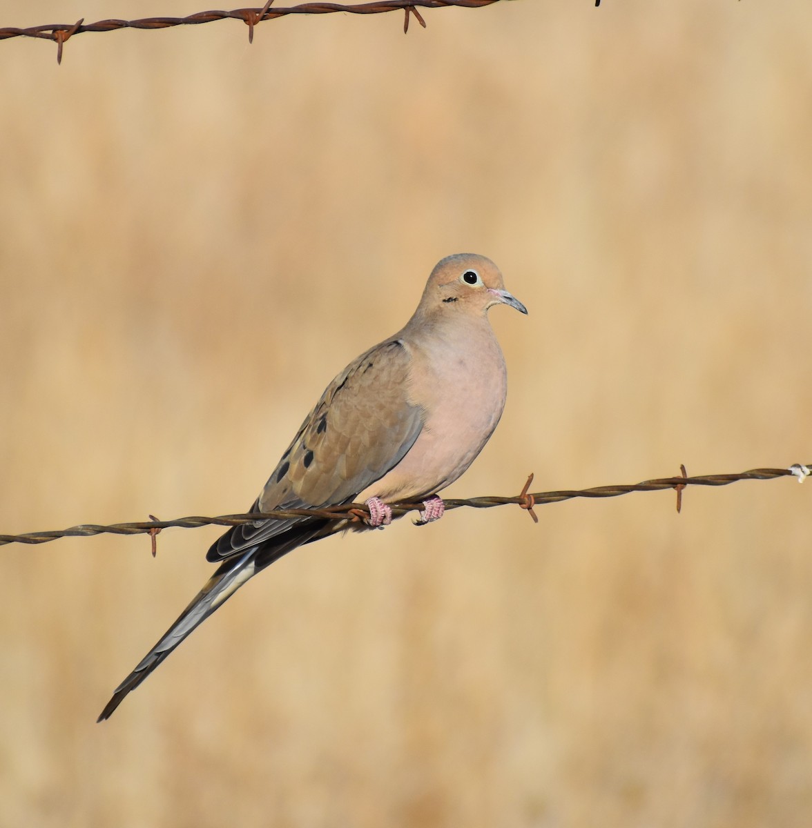 Mourning Dove - Mike Grifantini
