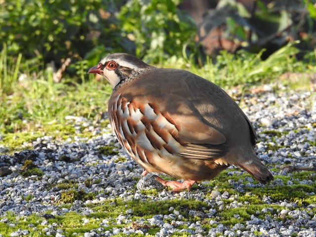 © Alexandre Rica Cardoso - Red-legged Partridge