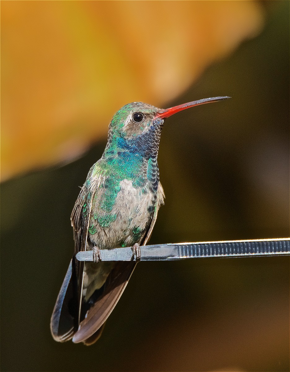 Broad-billed Hummingbird - Harlan Stewart