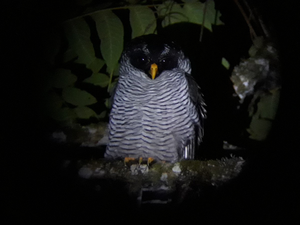 Black-and-white Owl - Juan Carlos🦉 Crespo